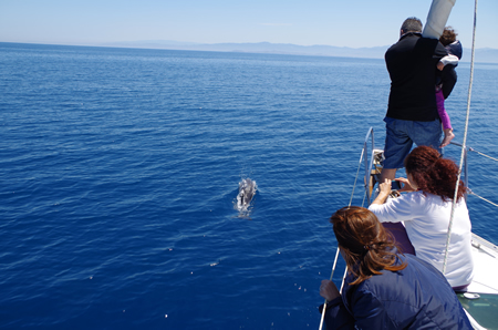 dolphins in charter in the aeolian islands